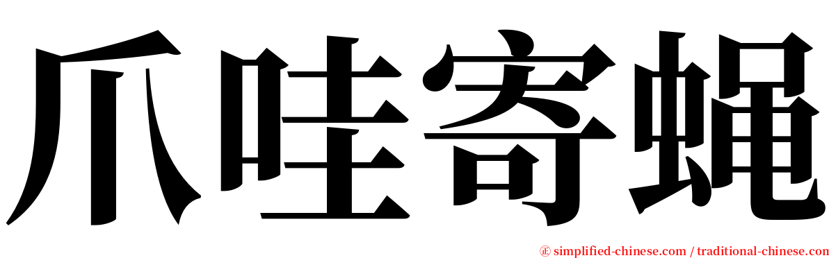 爪哇寄蝇 serif font
