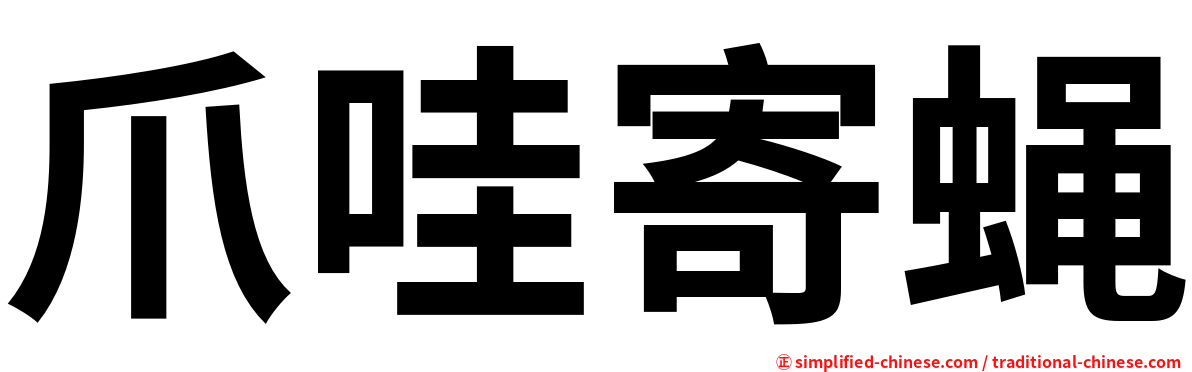 爪哇寄蝇