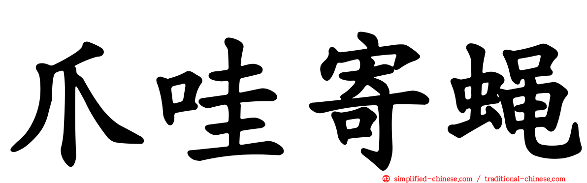 爪哇寄蝇