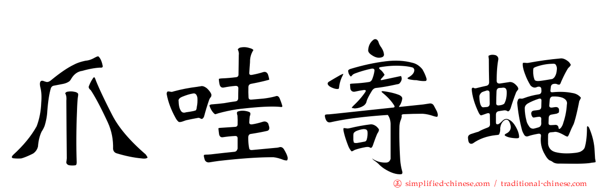 爪哇寄蝇