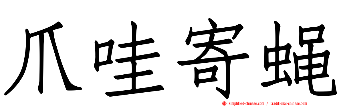 爪哇寄蝇