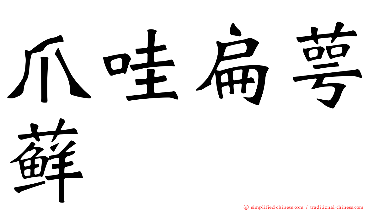 爪哇扁萼藓