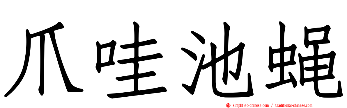 爪哇池蝇