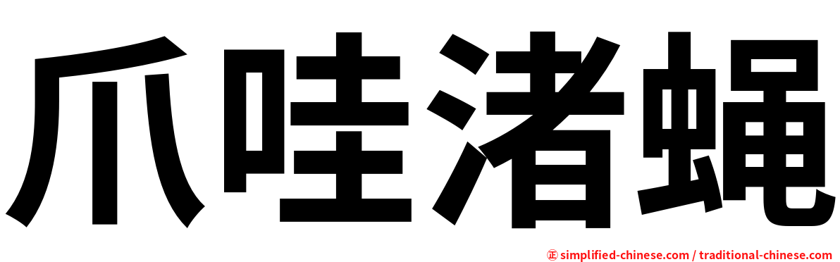 爪哇渚蝇