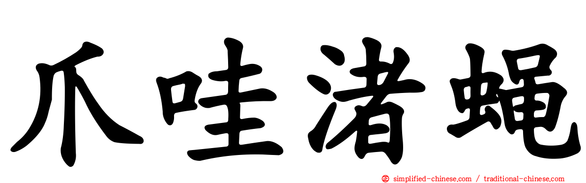 爪哇渚蝇