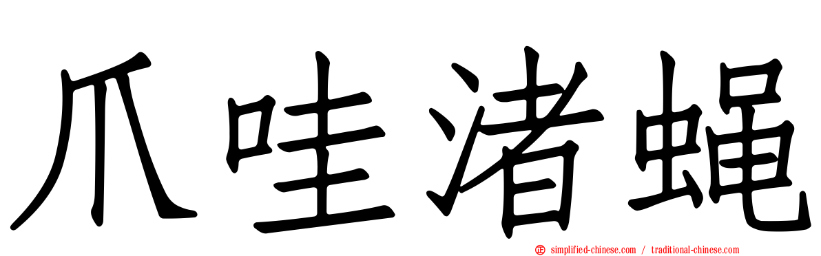 爪哇渚蝇