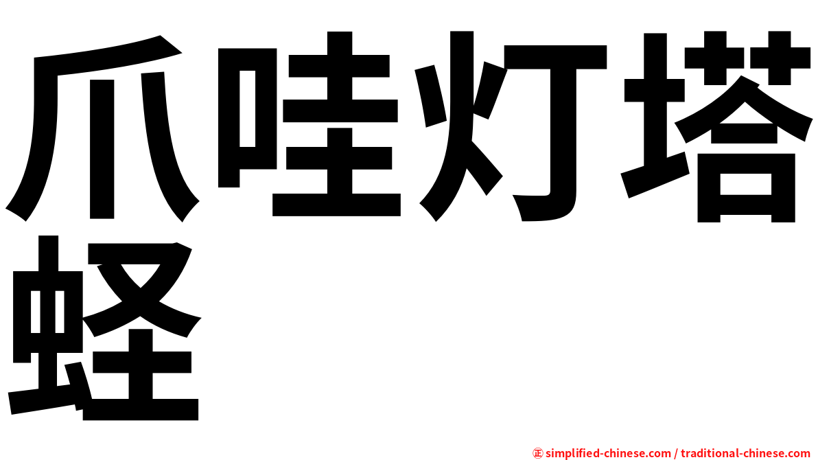 爪哇灯塔蛏