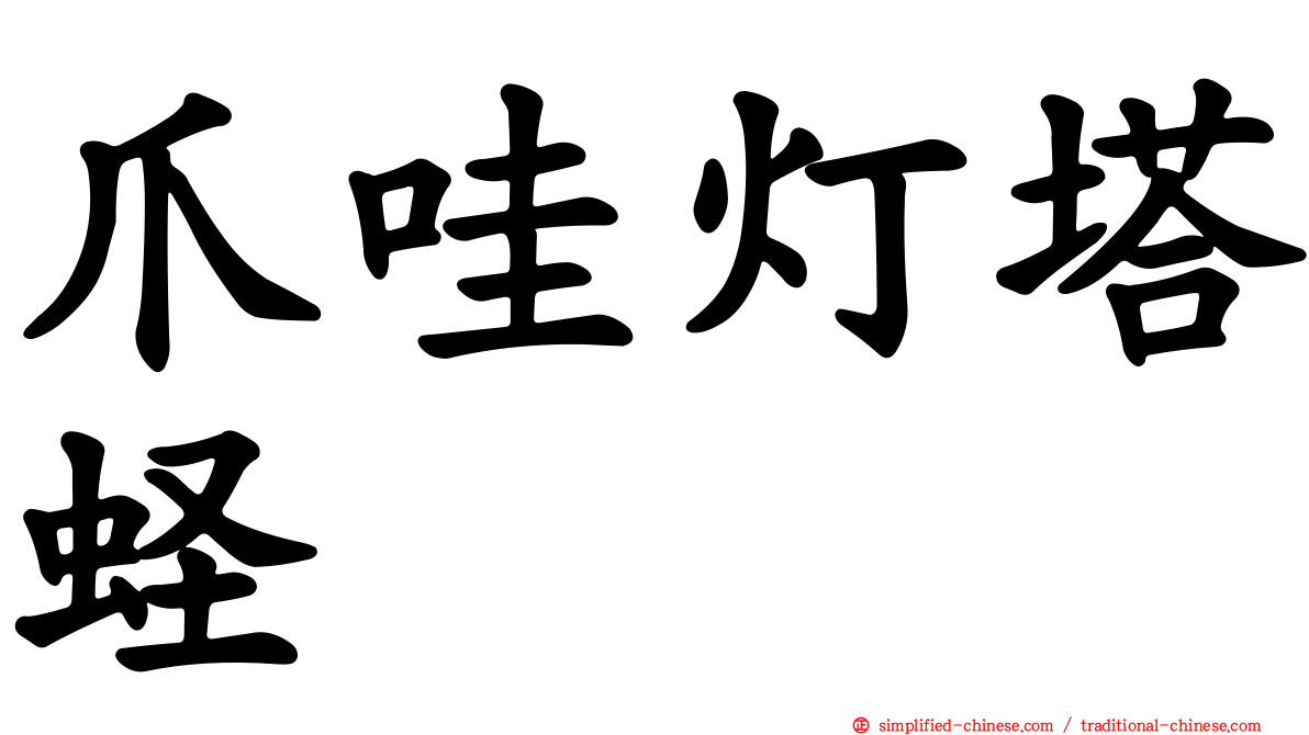 爪哇灯塔蛏