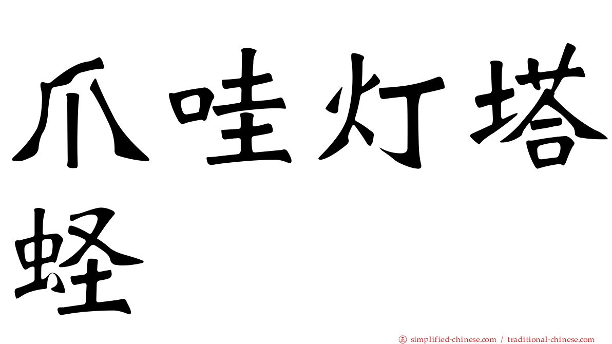 爪哇灯塔蛏