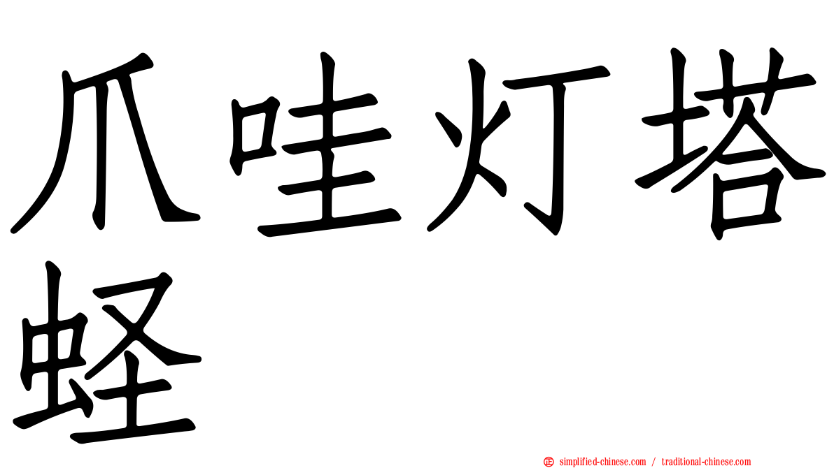 爪哇灯塔蛏