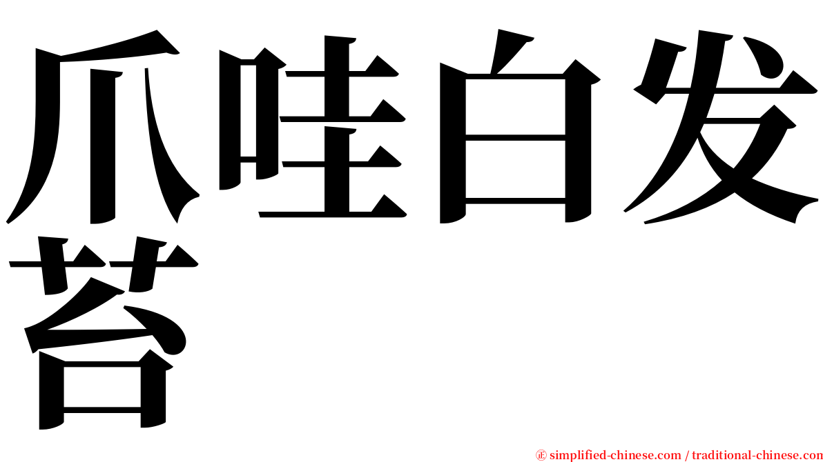 爪哇白发苔 serif font