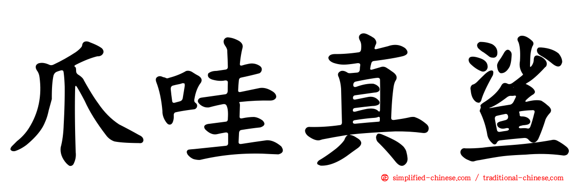 爪哇真鲨