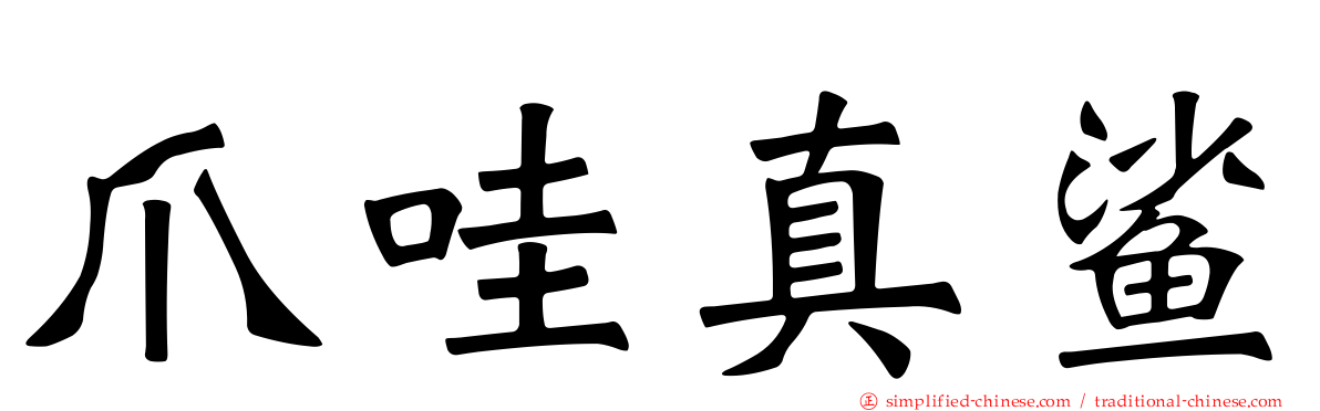 爪哇真鲨