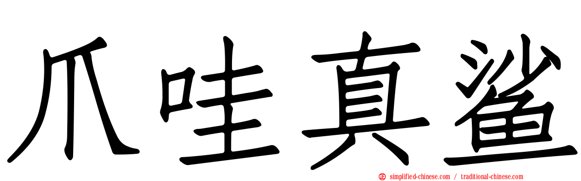 爪哇真鲨