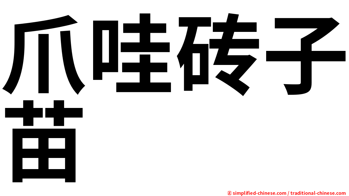 爪哇砖子苗