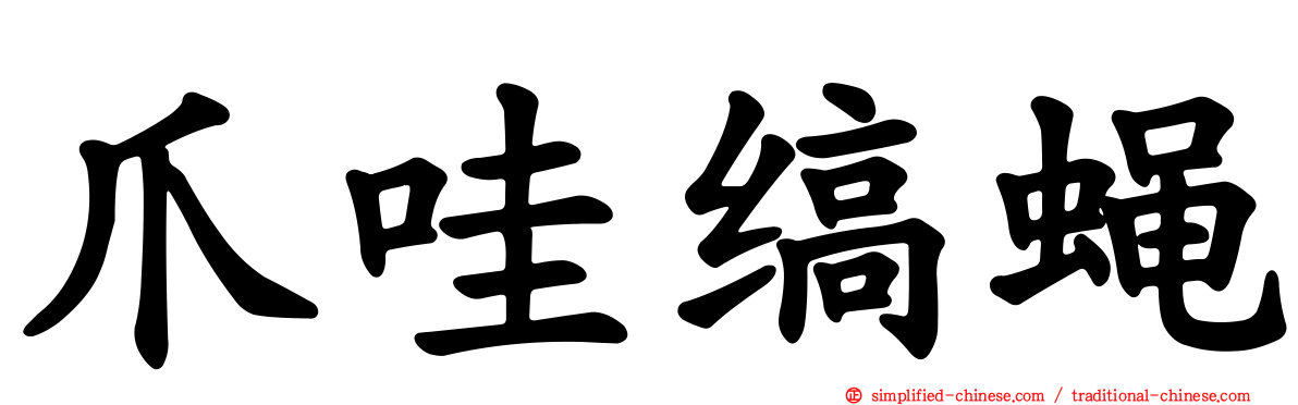 爪哇缟蝇