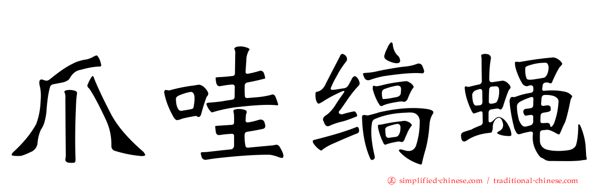 爪哇缟蝇