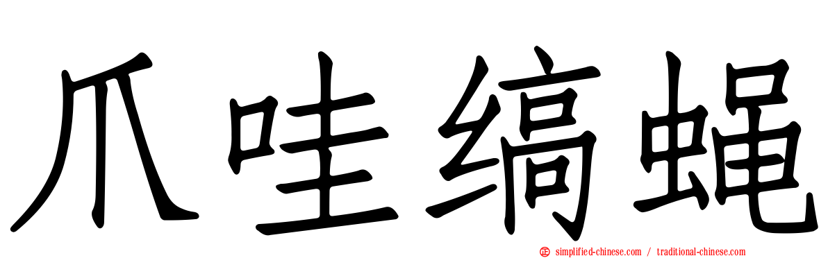 爪哇缟蝇