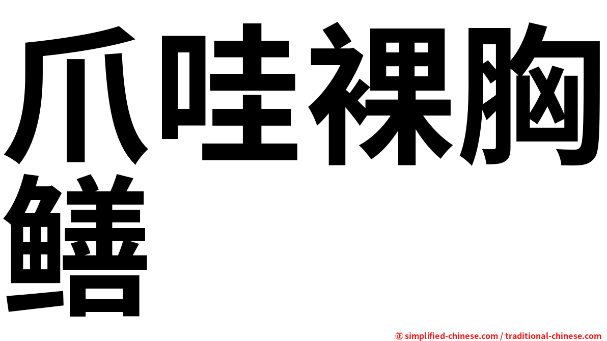爪哇裸胸鳝