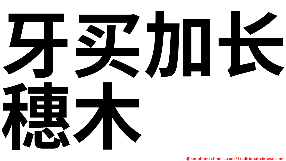 牙买加长穗木