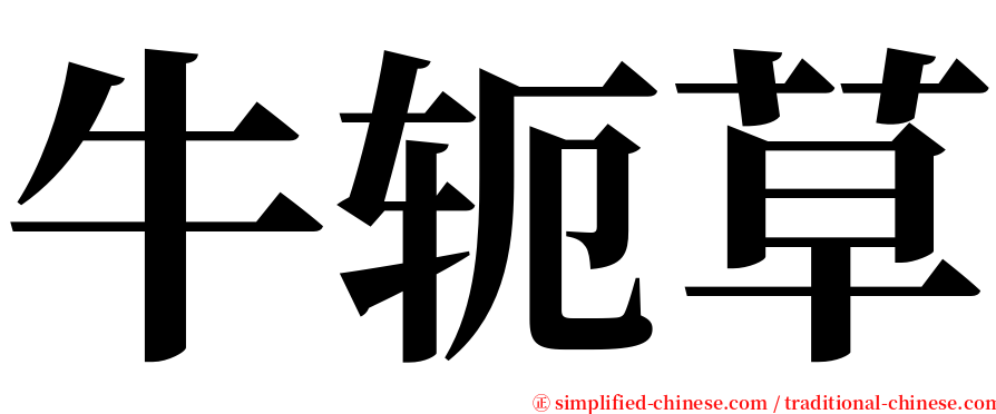 牛轭草 serif font