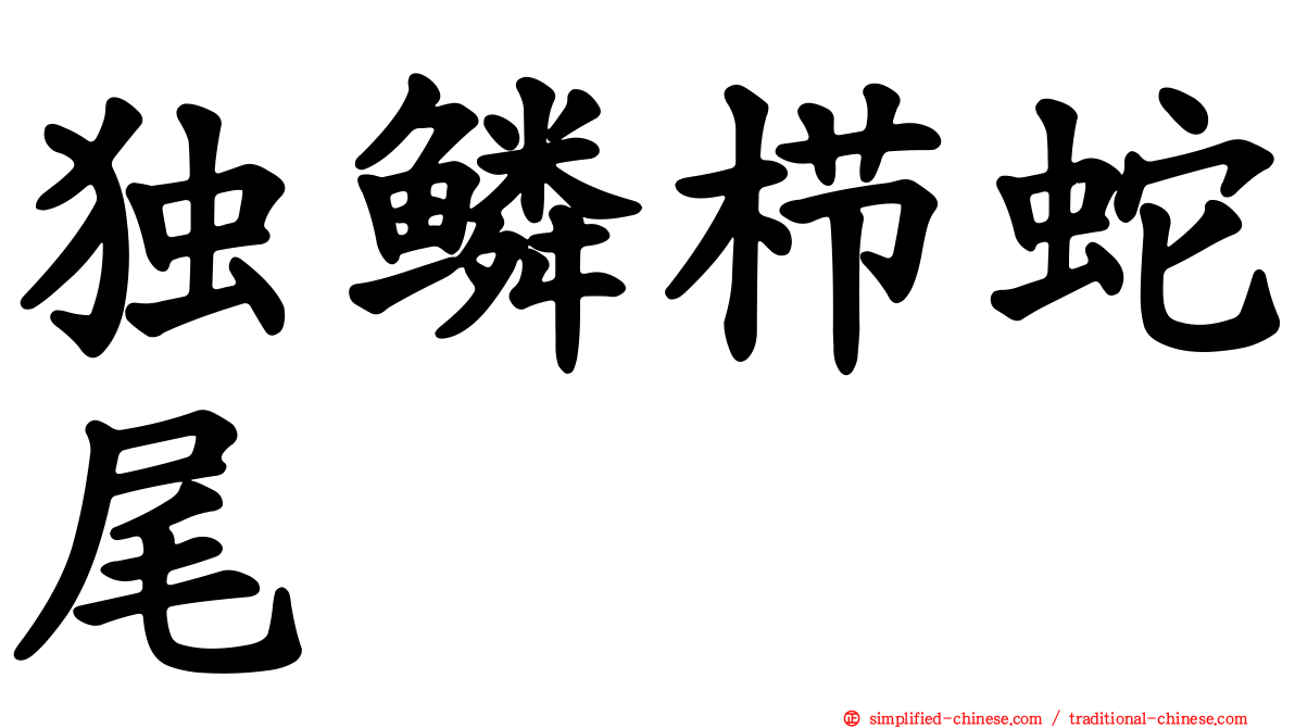 独鳞栉蛇尾