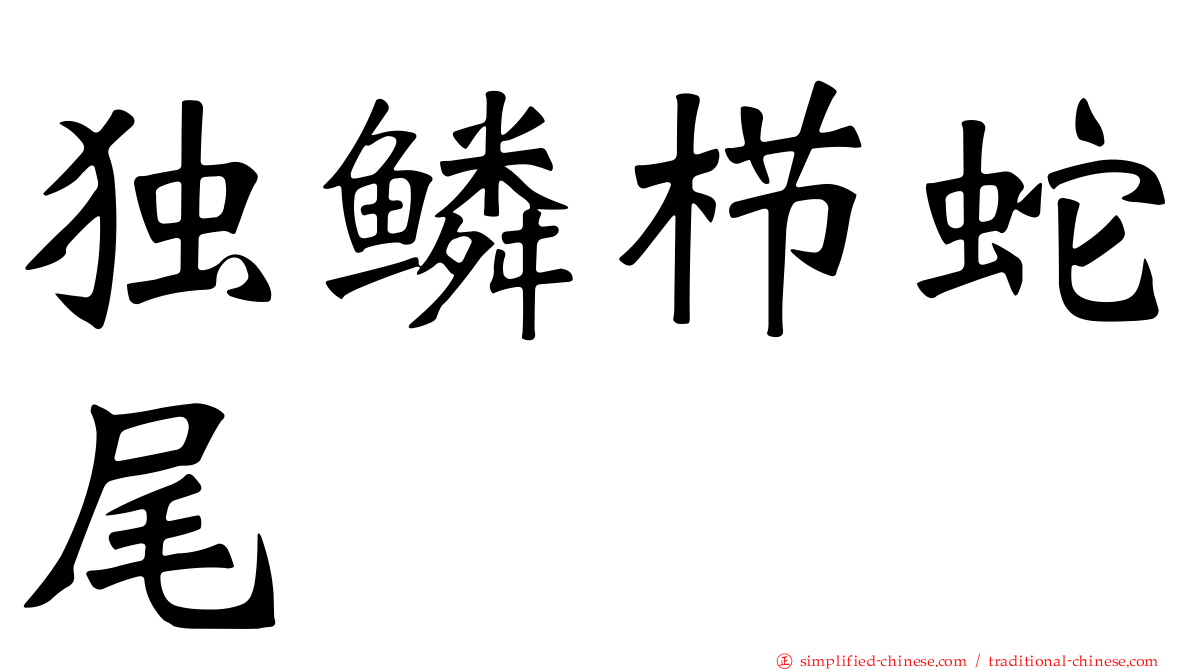 独鳞栉蛇尾