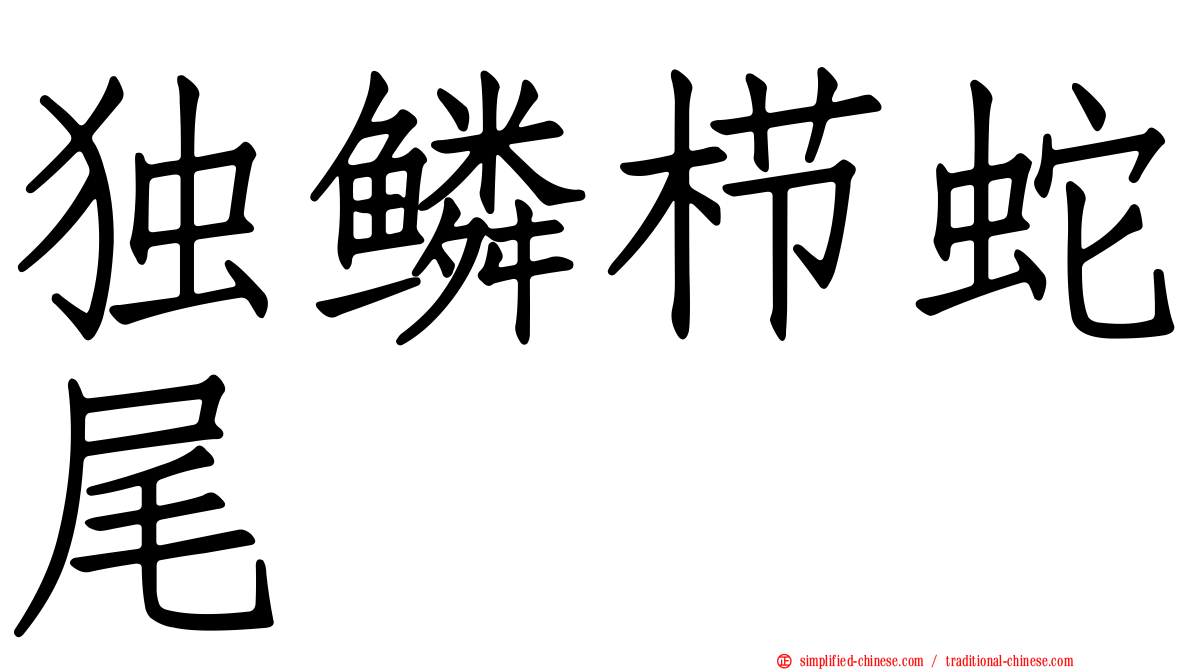 独鳞栉蛇尾