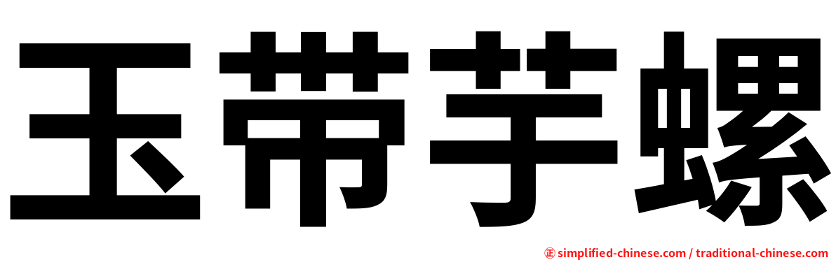 玉带芋螺