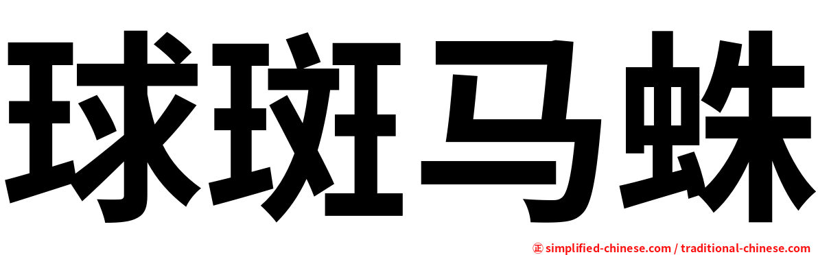 球斑马蛛