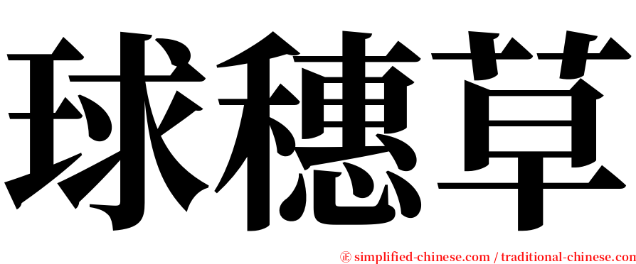 球穗草 serif font