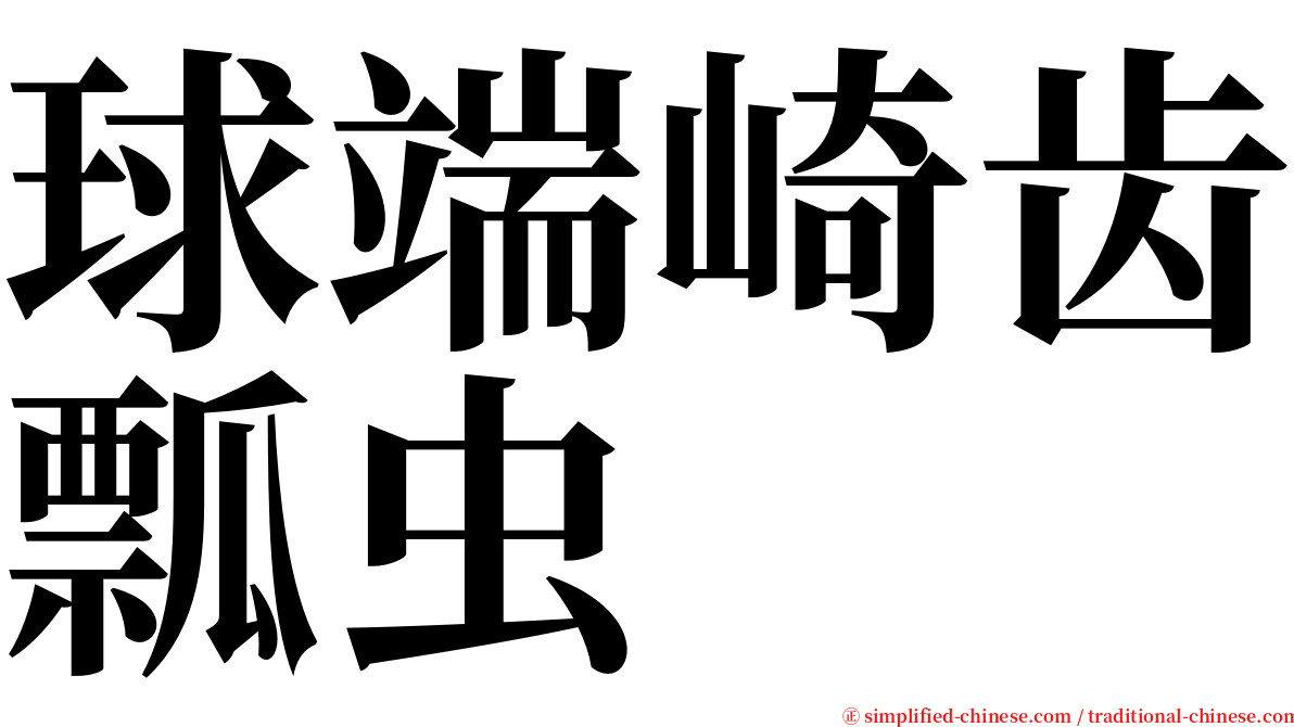 球端崎齿瓢虫 serif font