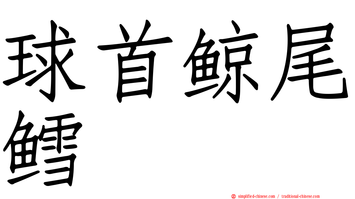 球首鲸尾鳕