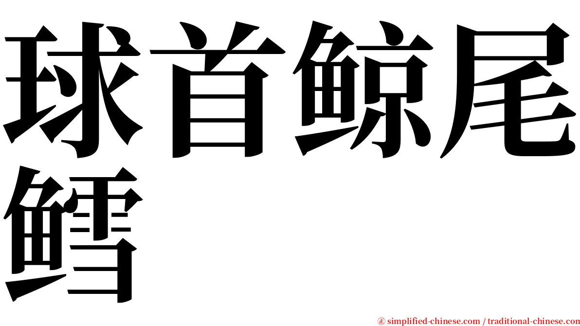 球首鲸尾鳕 serif font