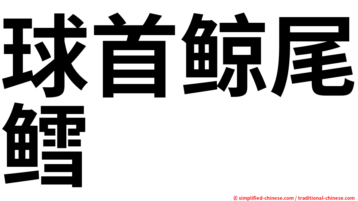 球首鲸尾鳕