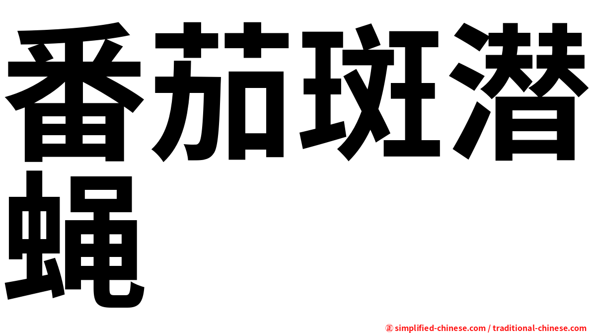 番茄斑潜蝇
