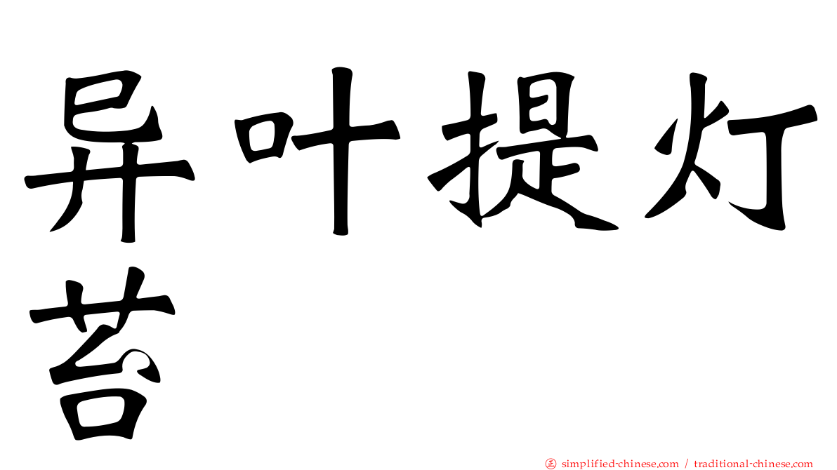 异叶提灯苔