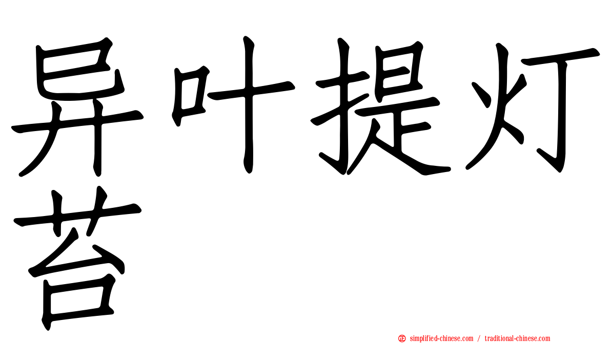 异叶提灯苔