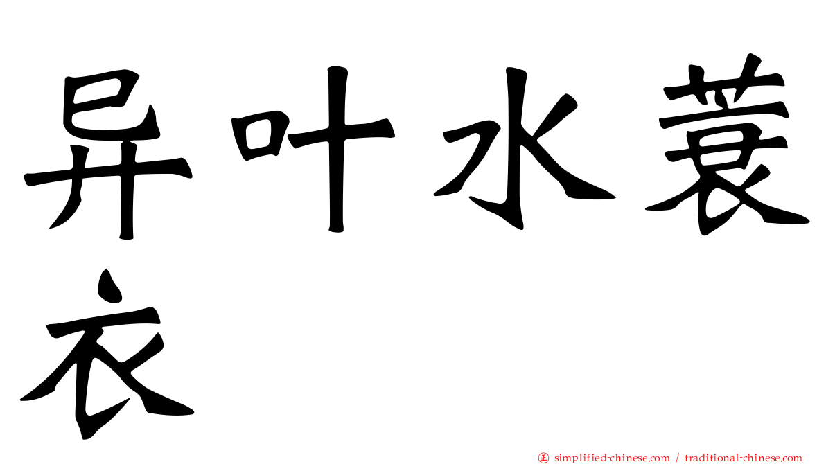 异叶水蓑衣