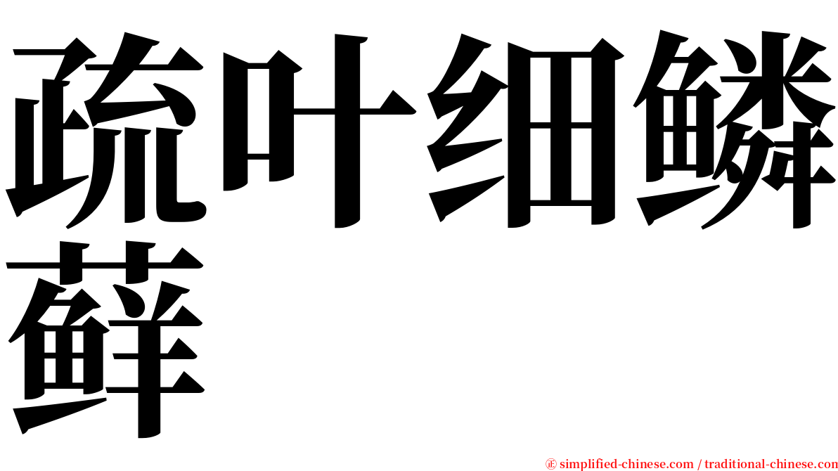 疏叶细鳞藓 serif font