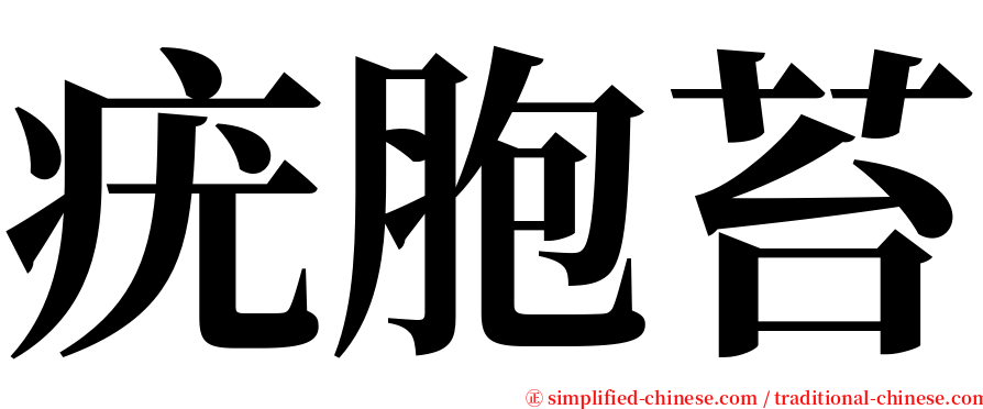 疣胞苔 serif font