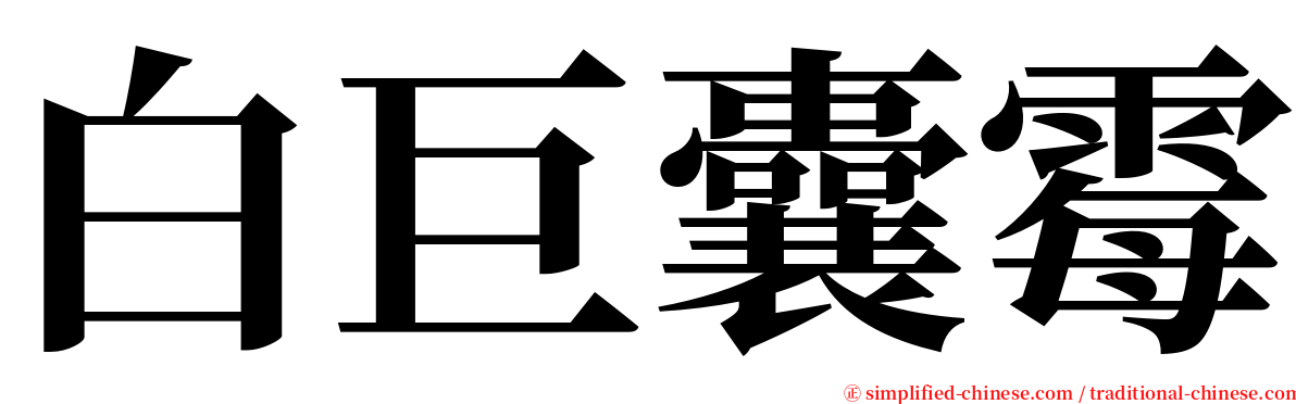 白巨囊霉 serif font
