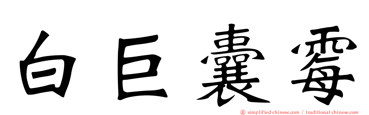 白巨囊霉
