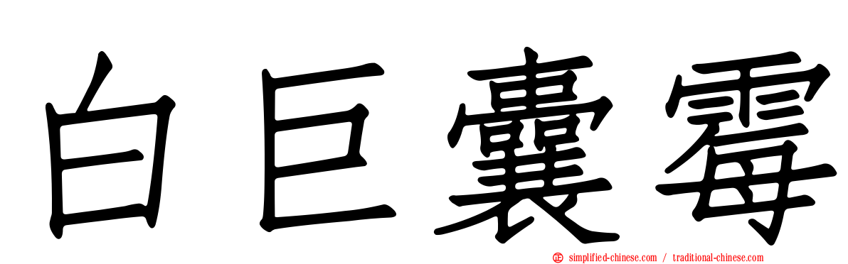白巨囊霉