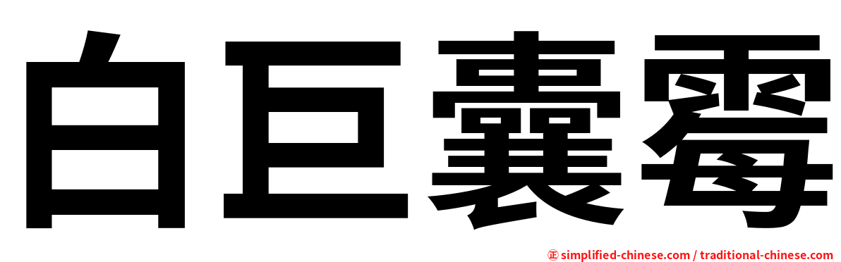 白巨囊霉