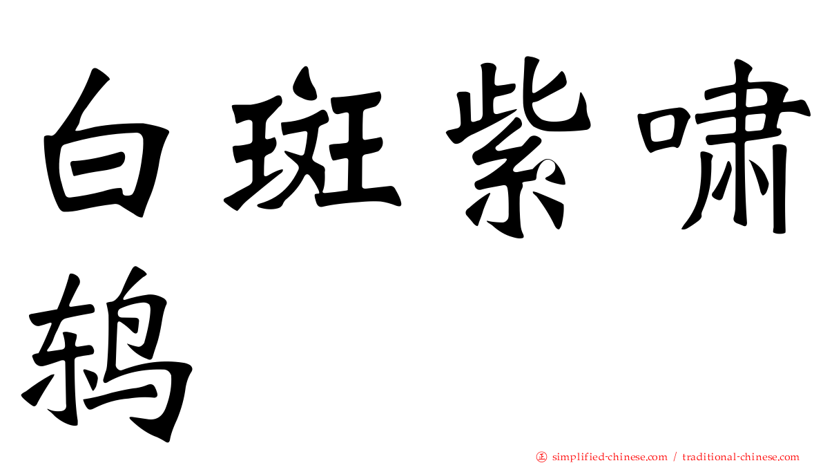 白斑紫啸鸫