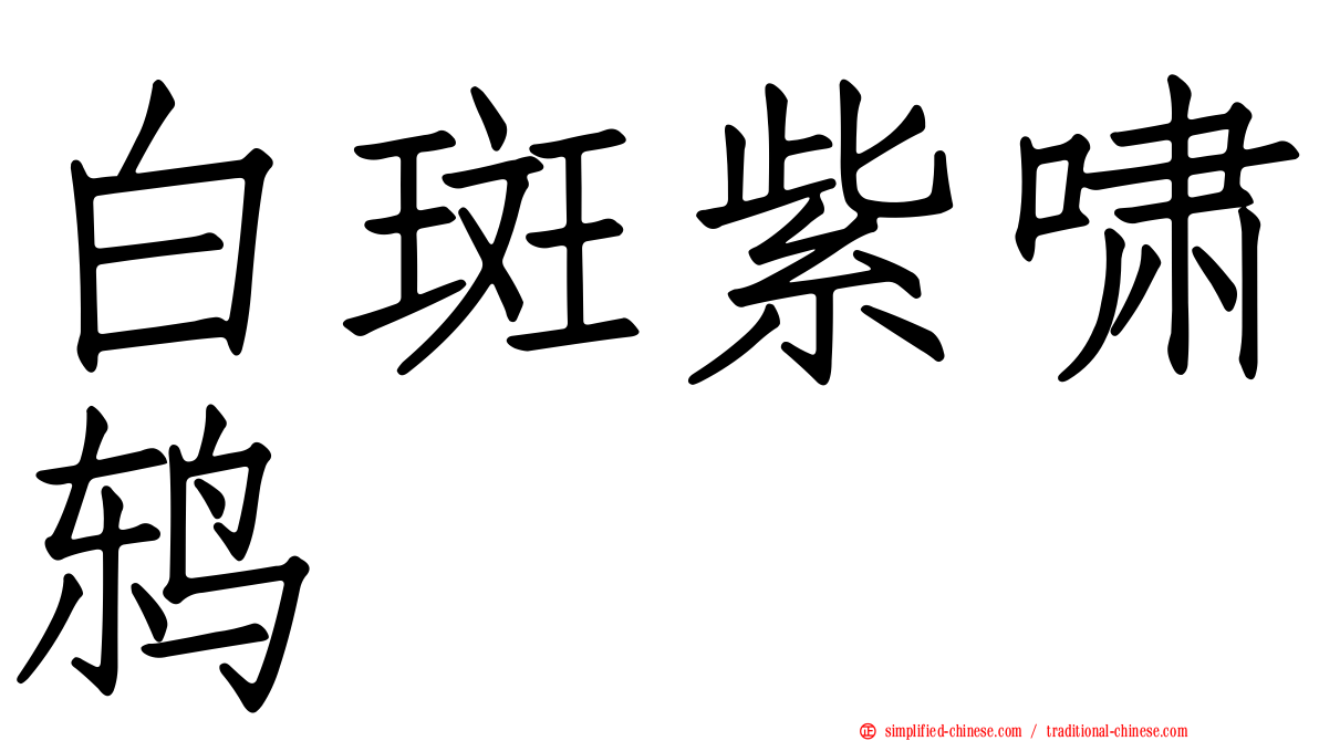 白斑紫啸鸫