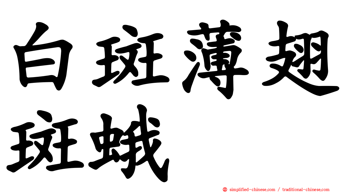 白斑薄翅斑蛾