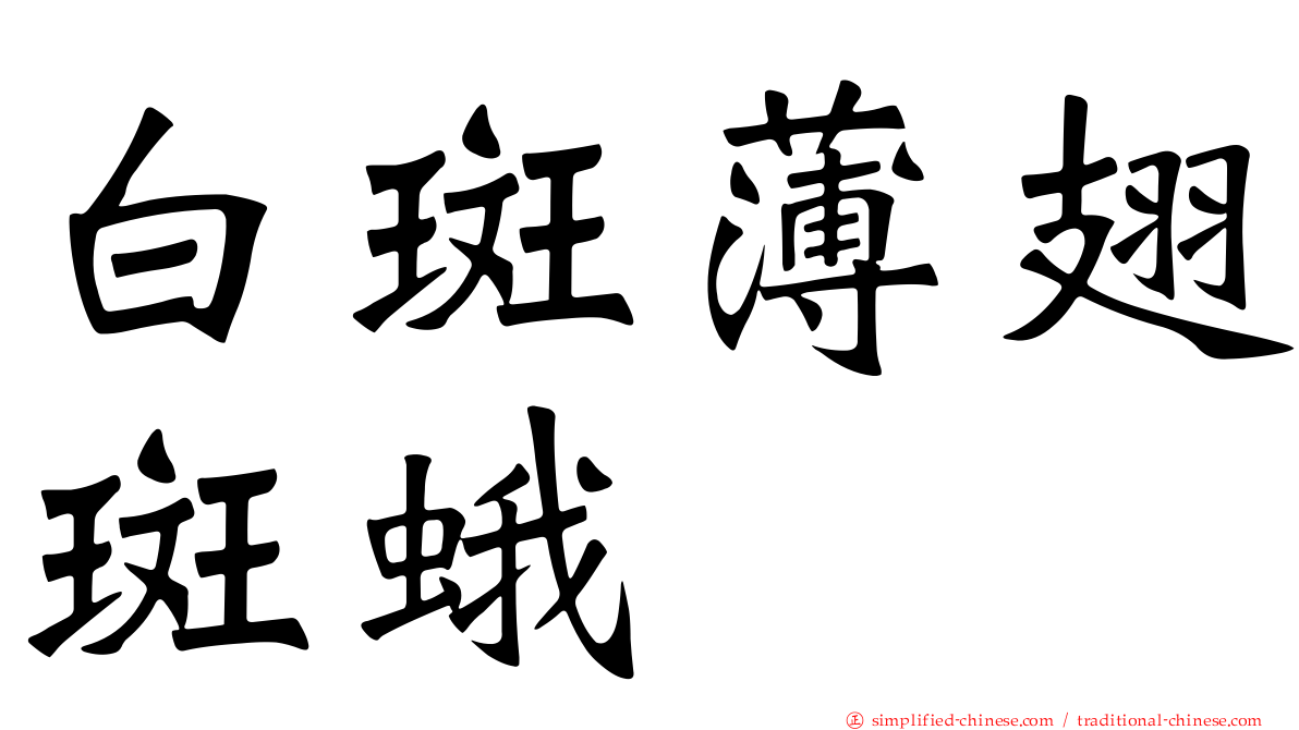白斑薄翅斑蛾