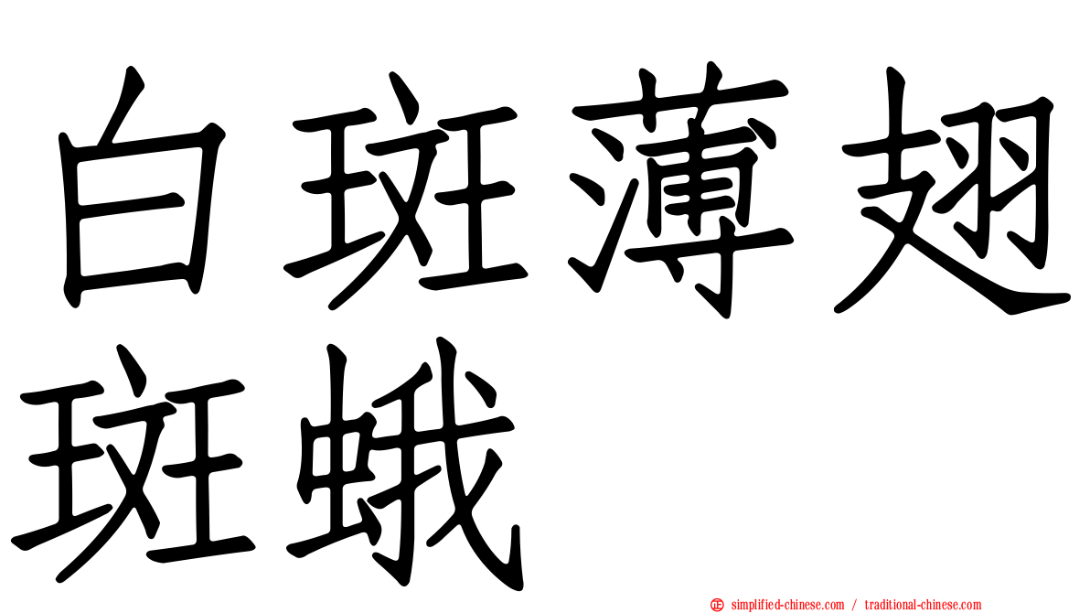 白斑薄翅斑蛾